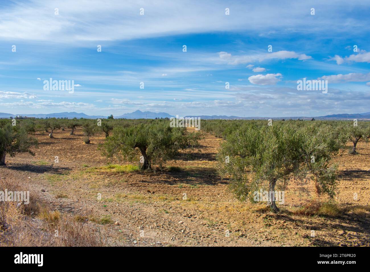 Olive Trees In Tunisia Sousse Stock Photo Alamy Olive Trees In Tunisia Sousse Stock Photo Alamy