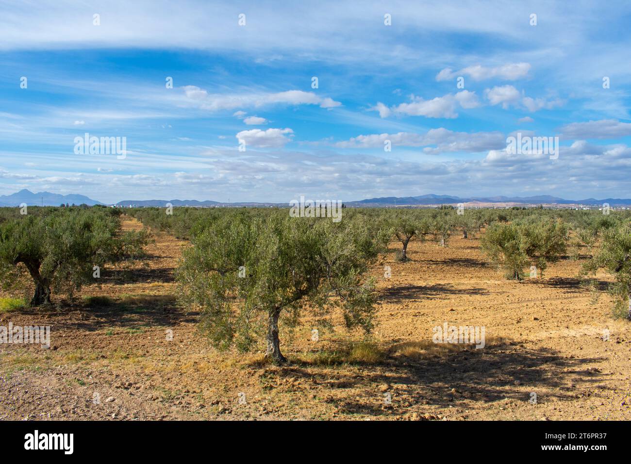 Olive Trees In Tunisia Sousse Stock Photo Alamy Olive Trees In Tunisia Sousse Stock Photo Alamy