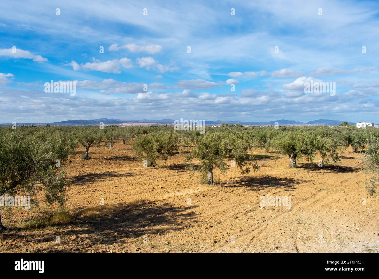 olive-trees-in-tunisia-sousse-stock-photo-alamy