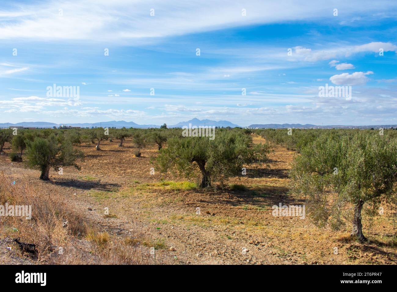 olive-trees-in-tunisia-sousse-stock-photo-alamy
