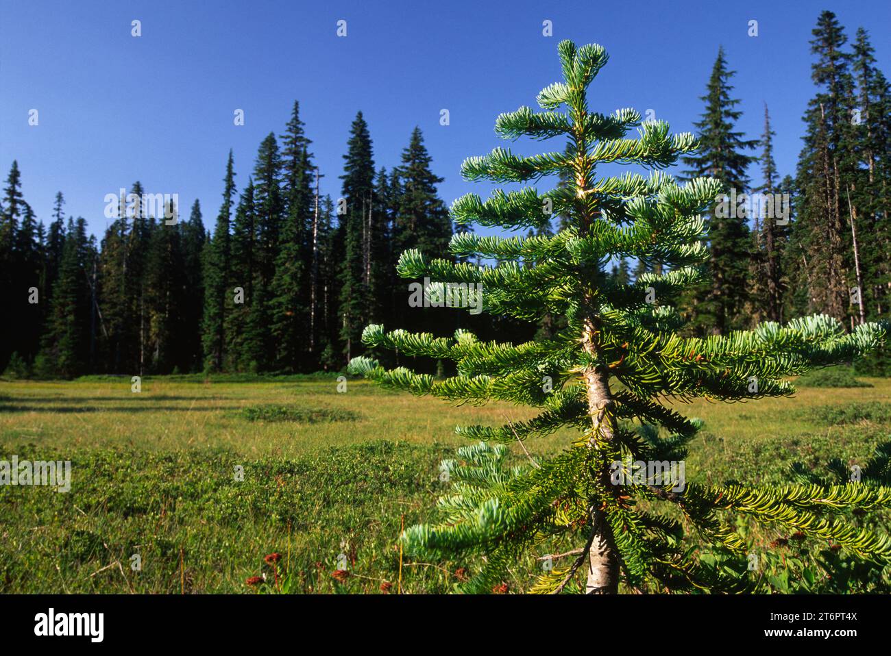 Meadow, Indian Heaven Wilderness, Gifford Pinchot National Forest