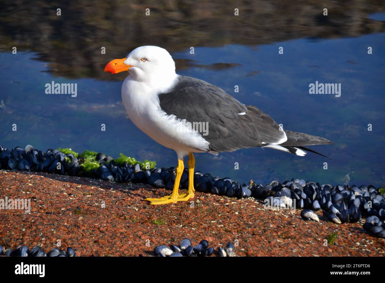 Large Pacific gull eating mussels at low tide in Freycinet National Park in Tasmania has bright yellow legs and a orange and red beak Stock Photo