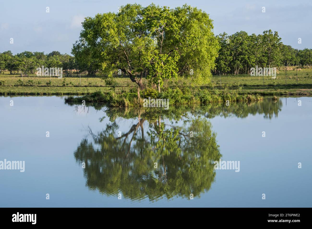 A lone tree reflects in the waters of a still pond Stock Photo