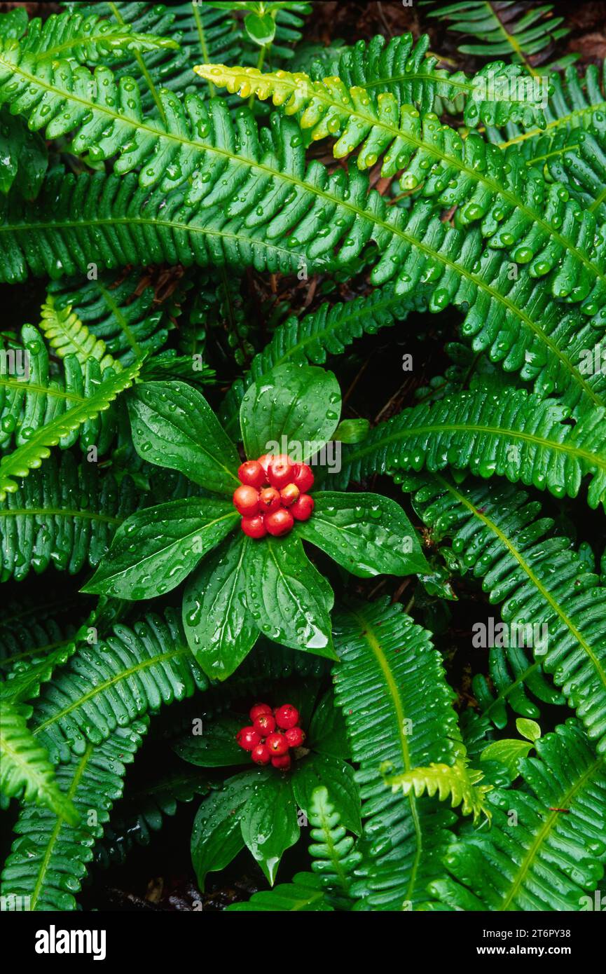 Deer ferns with bunchberry, Boulder River Wilderness, Mt Baker-Snoqualmie National Forest, Washington Stock Photo