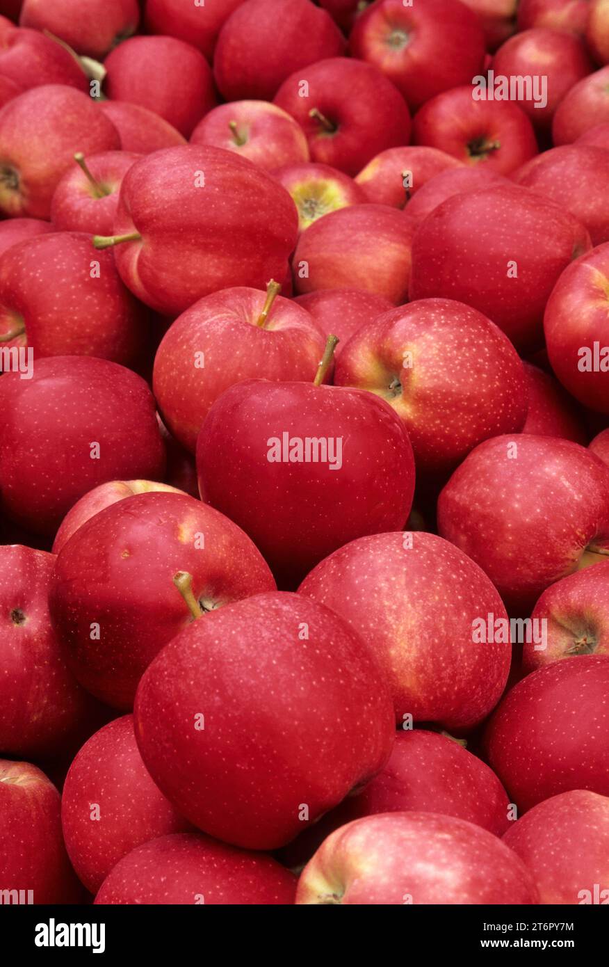 Gala apples in bin, Chelan County, Washington Stock Photo Alamy
