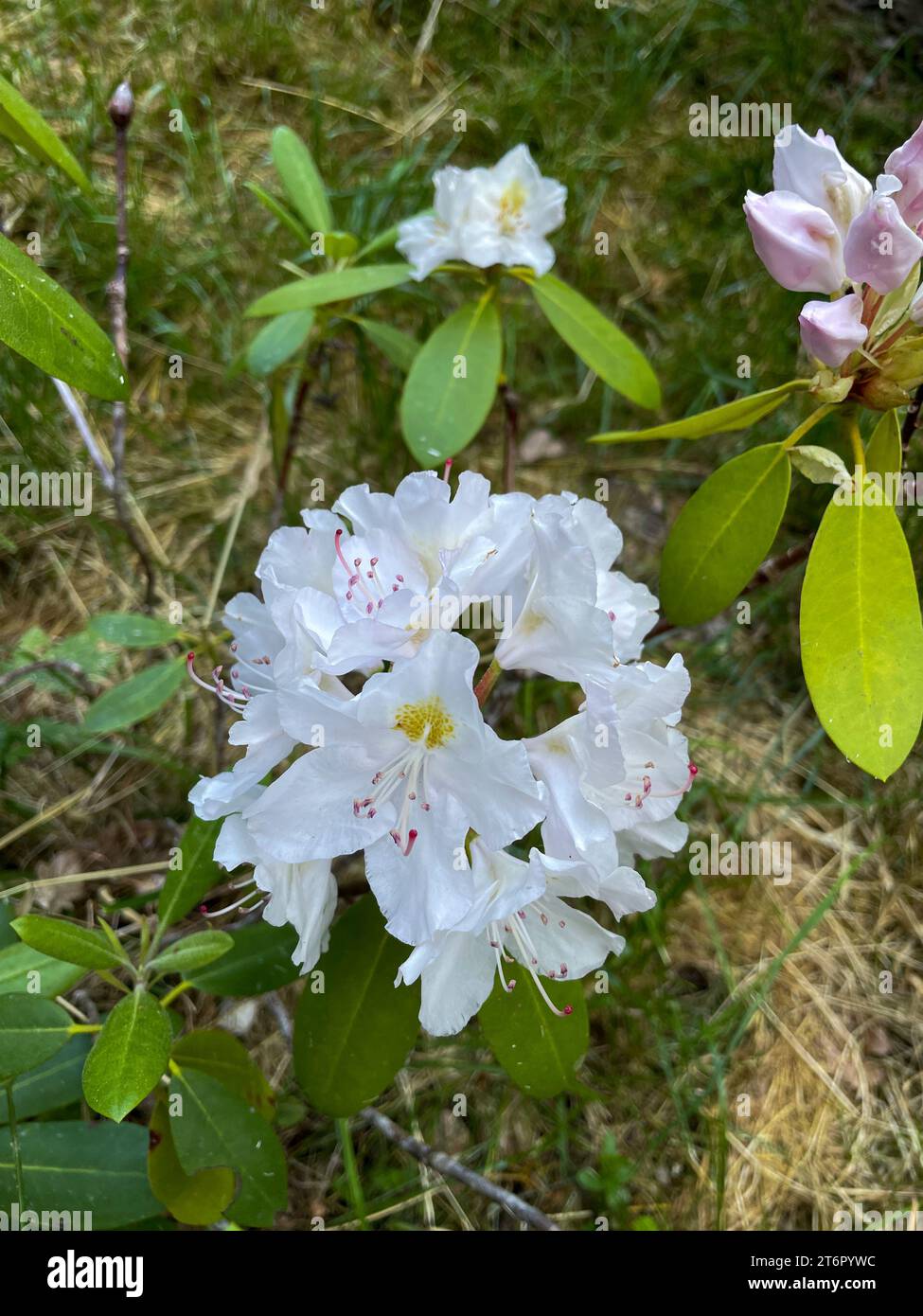 Lila Rhododendron Blüte am Busch im Sommer Stock Photo Alamy