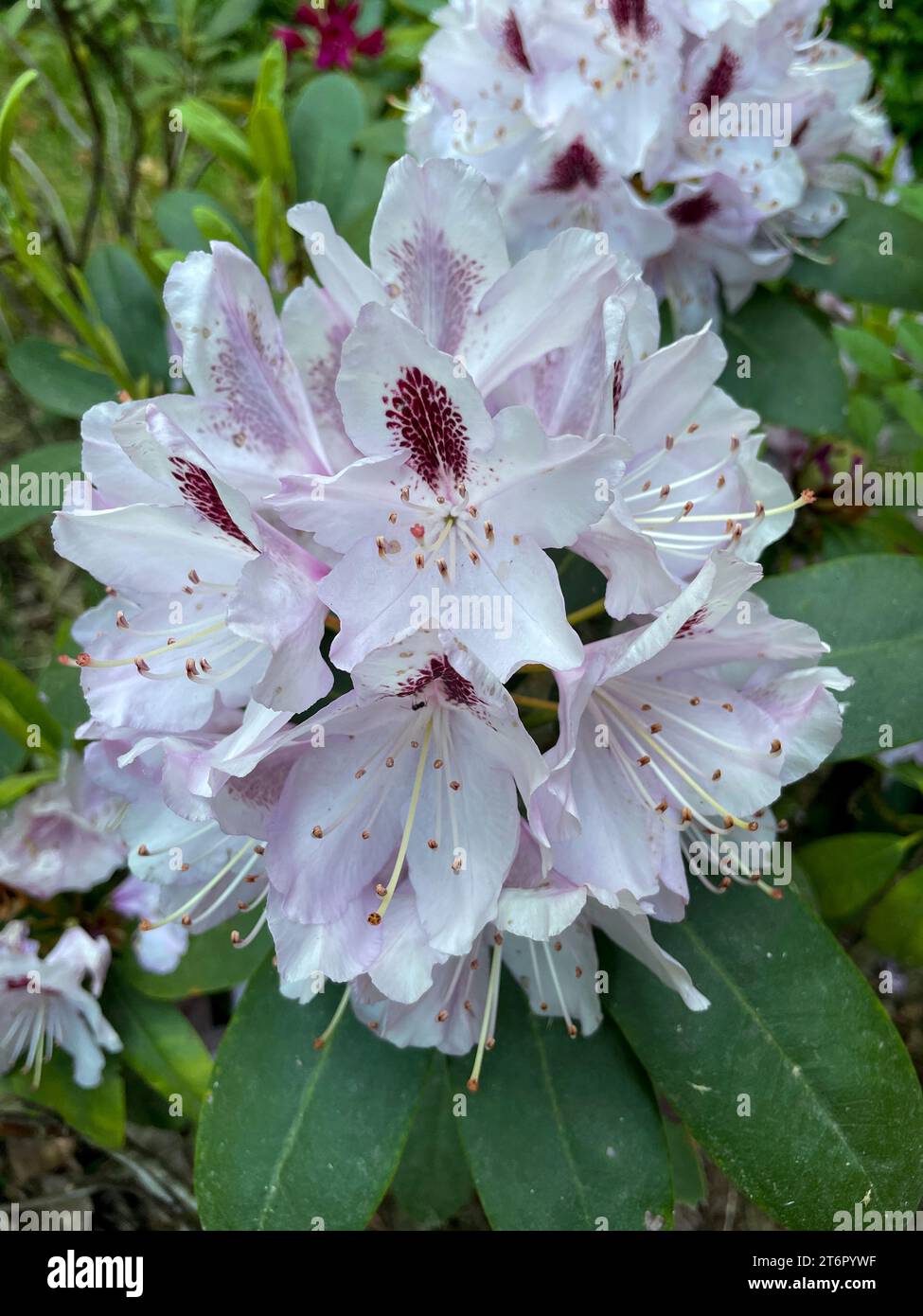 Lila Rhododendron Blüte am Busch im Sommer Stock Photo Alamy