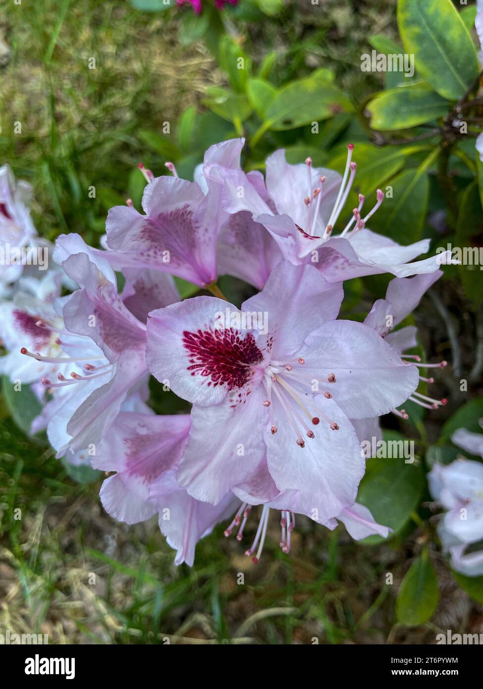 Lila Rhododendron Blüte am Busch im Sommer Stock Photo Alamy