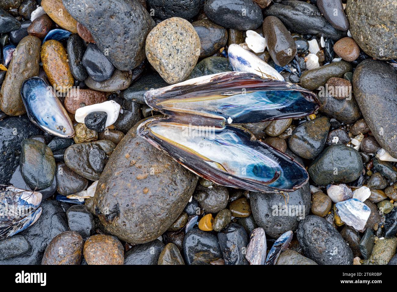 Oregon clams hi-res stock photography and images - Alamy