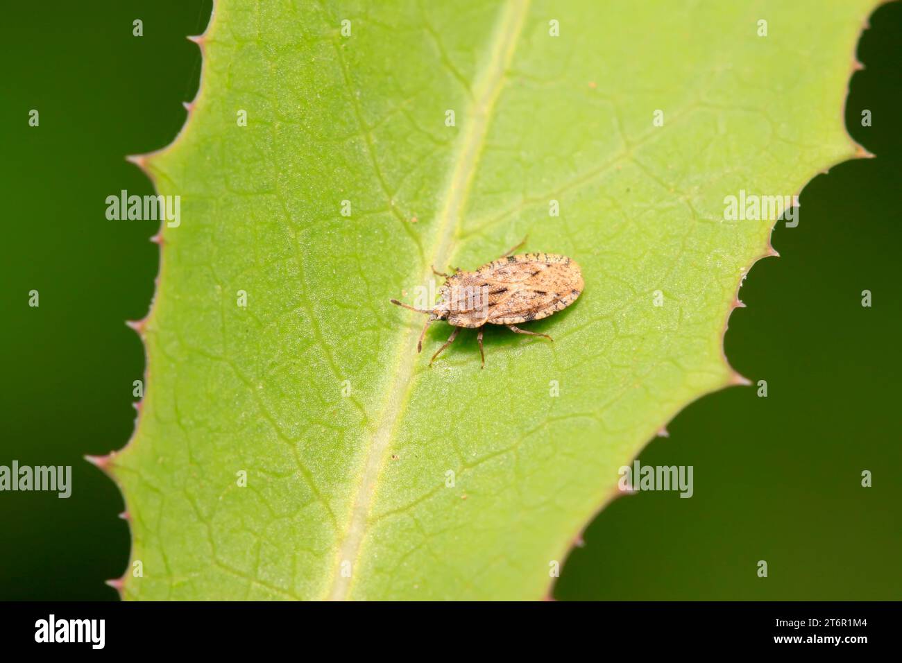 Tingidae insects on plant in the wild Stock Photo