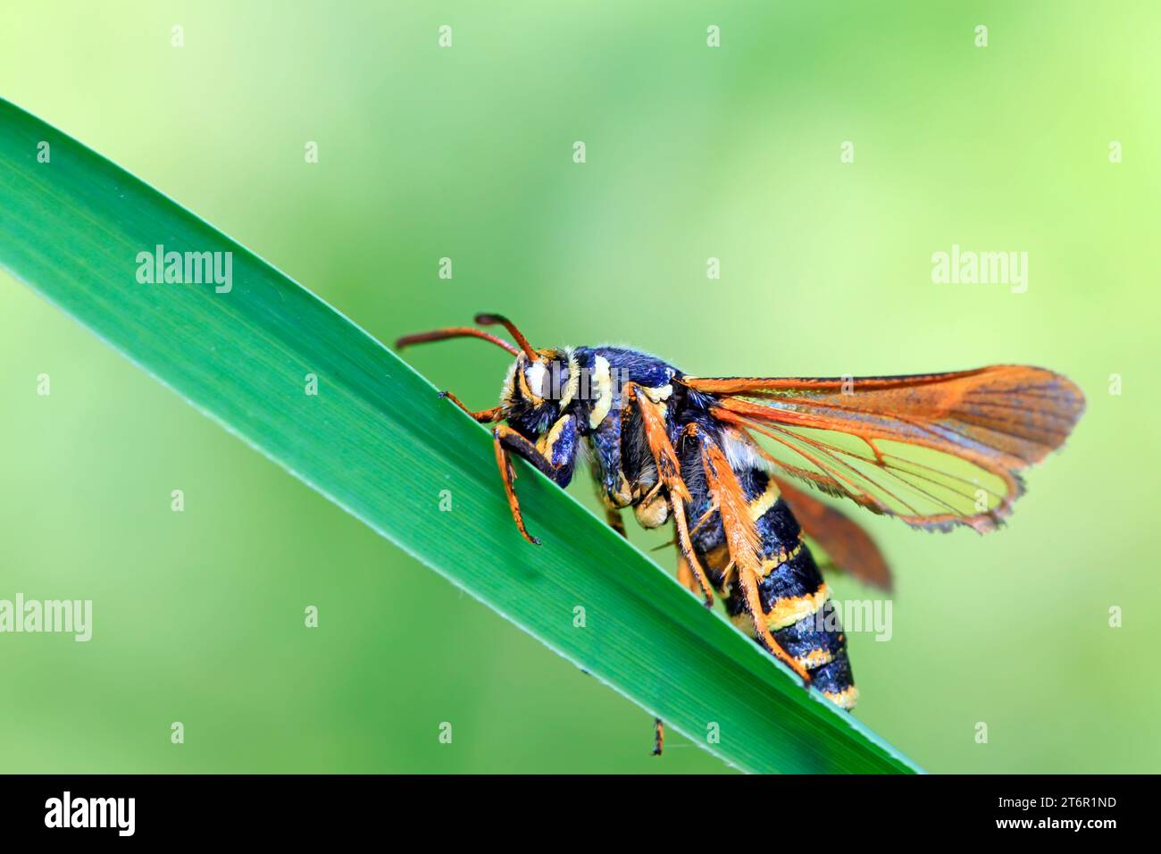 Quicksilver Insect Aegeriidae insects on plant in the wild Stock Photo - Alamy
