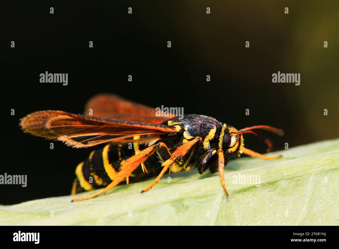 Quicksilver Insect Aegeriidae insects on plant in the wild Stock Photo - Alamy