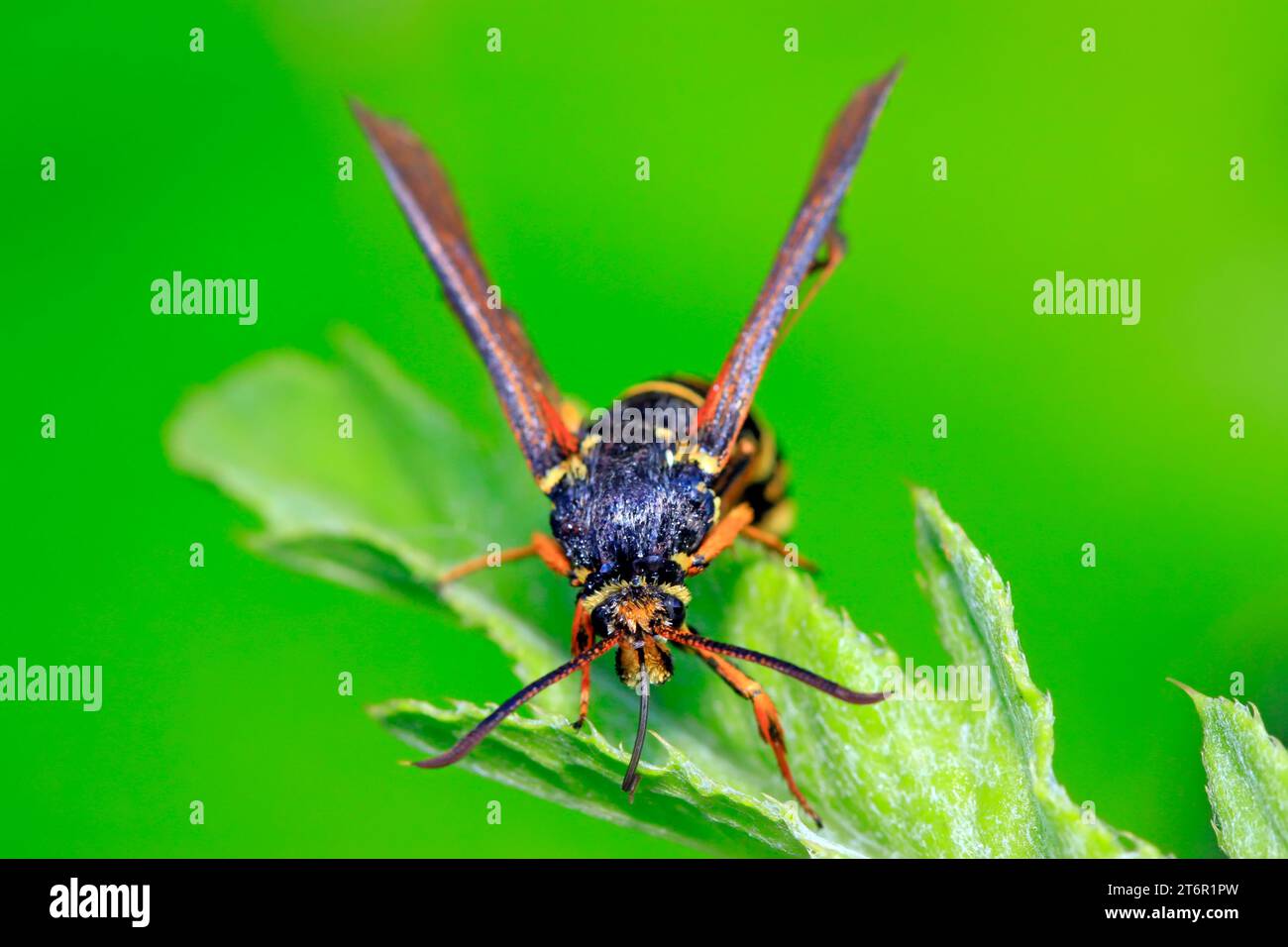 Quicksilver Insect Aegeriidae insects on plant in the wild Stock Photo - Alamy