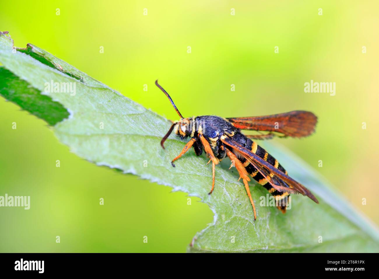 Quicksilver Insect Aegeriidae insects on plant in the wild Stock Photo - Alamy
