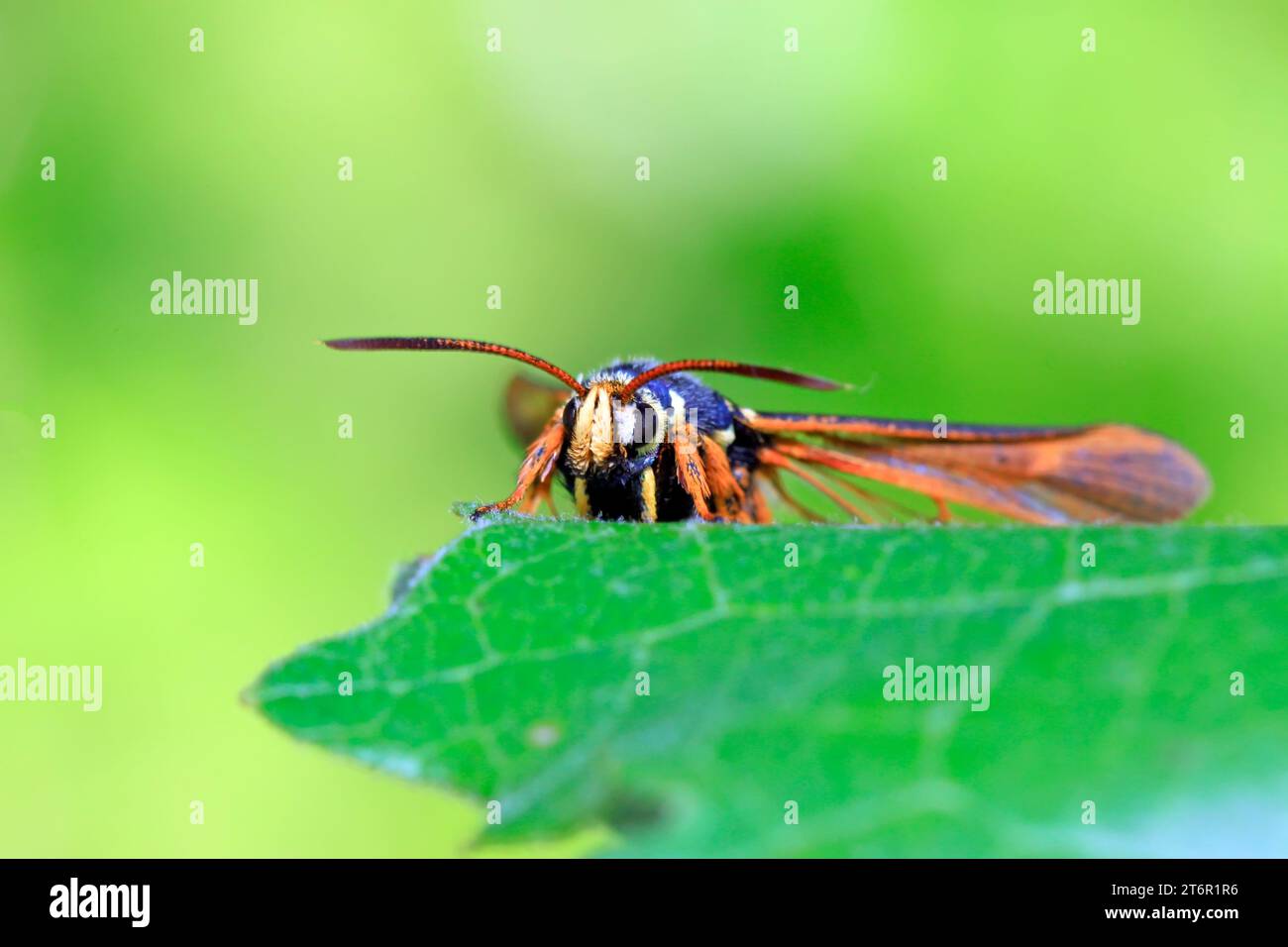 Quicksilver Insect Aegeriidae insects on plant in the wild Stock Photo - Alamy