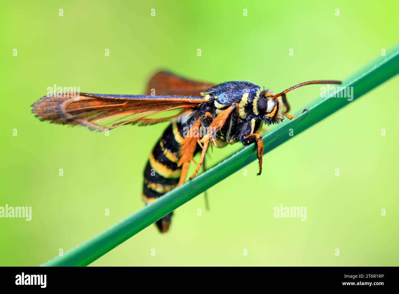 Quicksilver Insect Aegeriidae insects on plant in the wild Stock Photo - Alamy