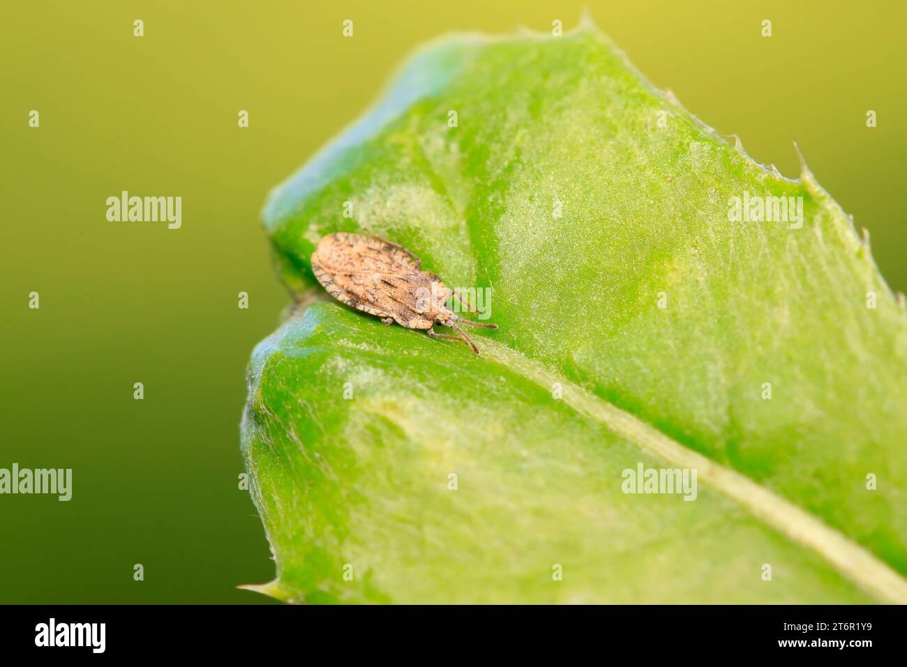 Tingidae insects on plant in the wild Stock Photo