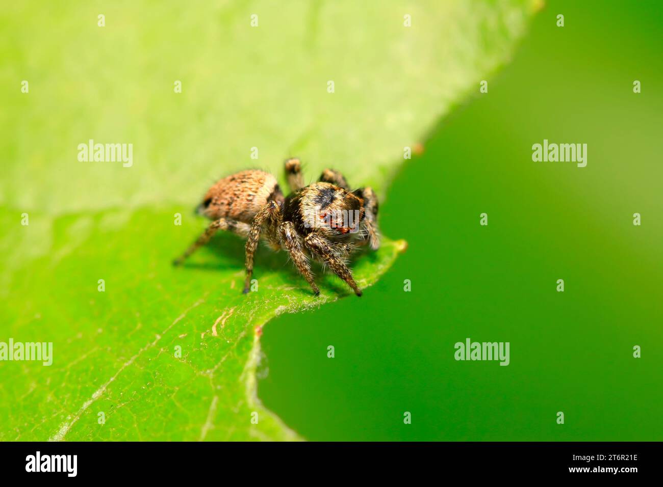 jumping spider on plant in the wild Stock Photo - Alamy