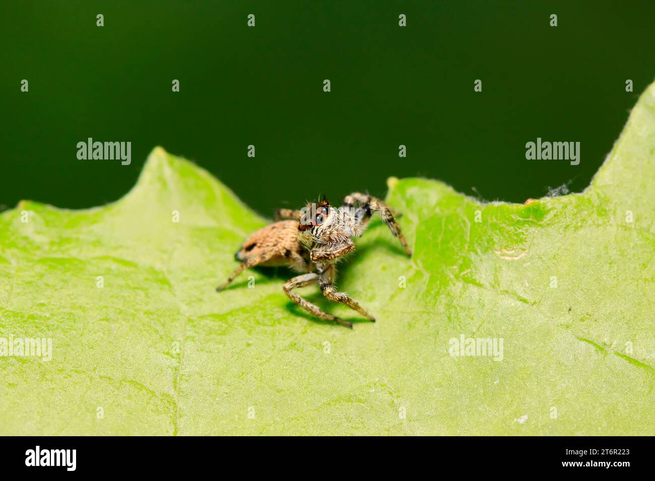 jumping spider on plant in the wild Stock Photo - Alamy