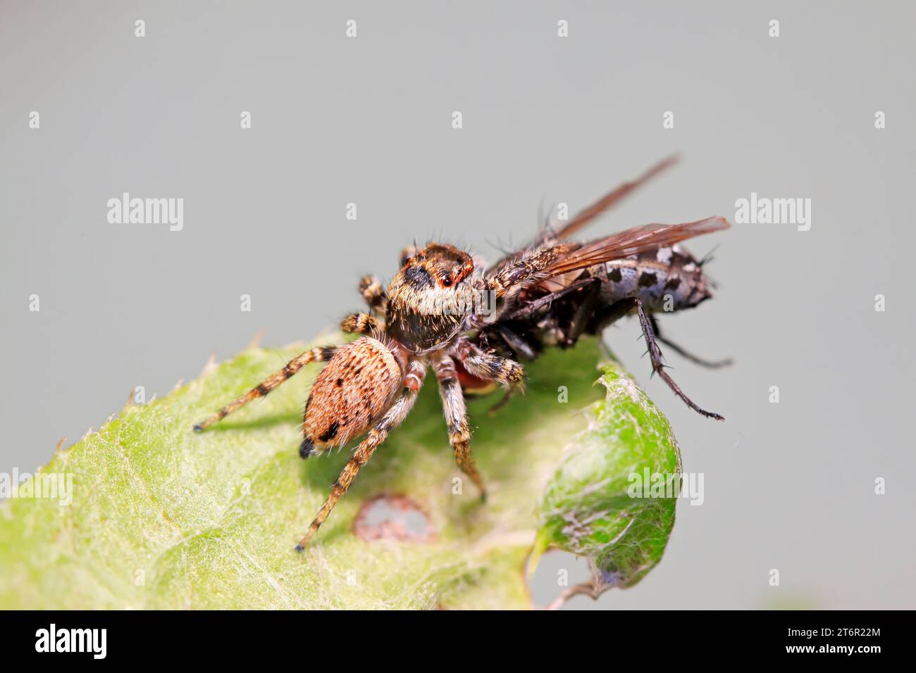 jumping spider on plant in the wild Stock Photo - Alamy