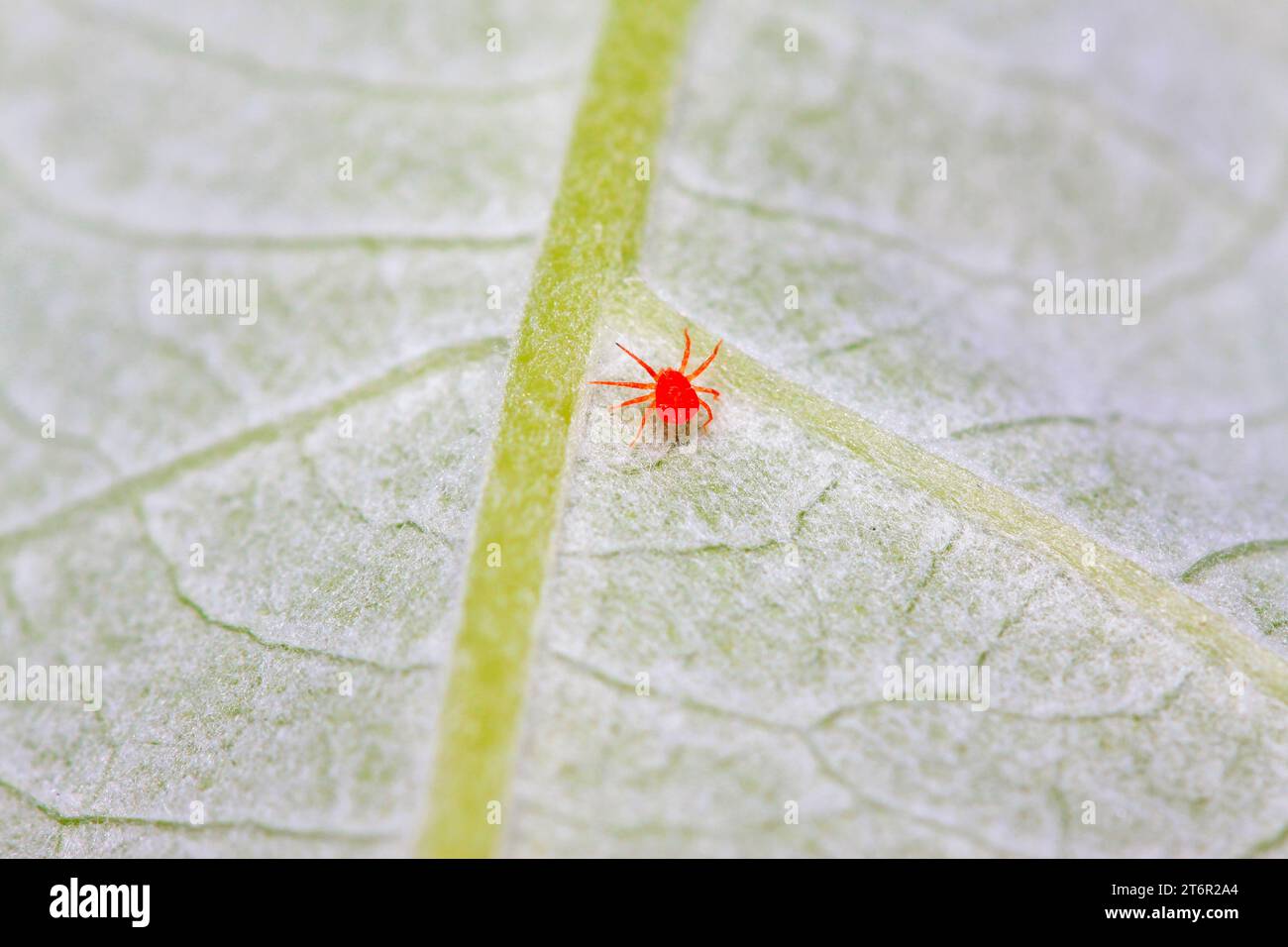 mites on the leaf, closeup of photo Stock Photo