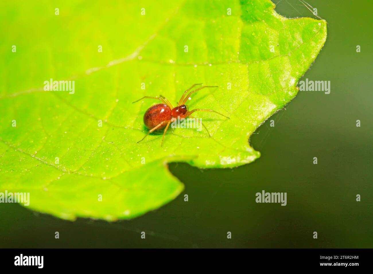 spider on leaves in the wild Stock Photo - Alamy