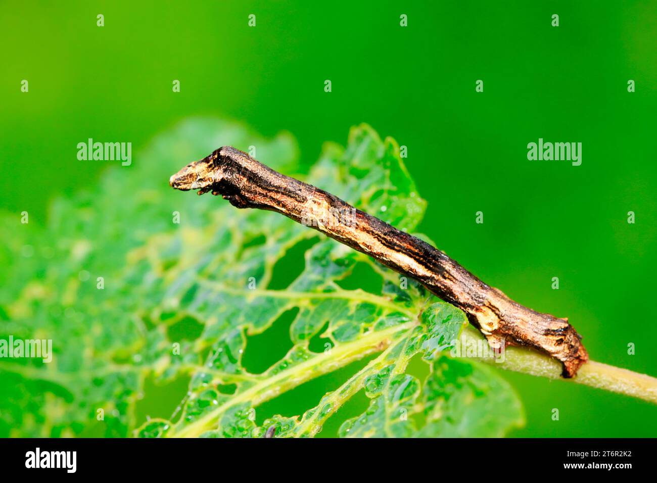 cankerworm larvae on plant in the wild Stock Photo Alamy