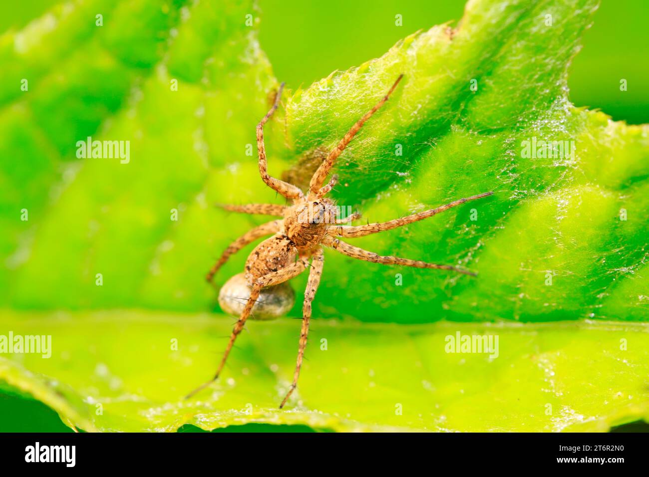 spider on plant in the wild Stock Photo - Alamy