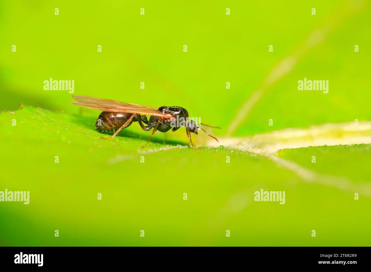 Ant with long wings on plant in the wild Stock Photo - Alamy