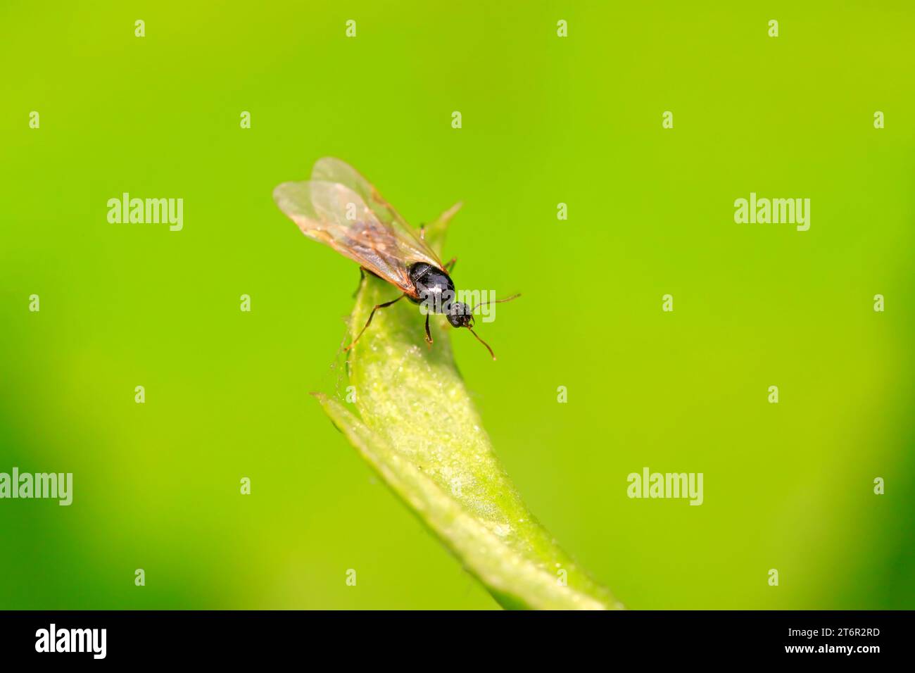 Ant with long wings on plant in the wild Stock Photo - Alamy