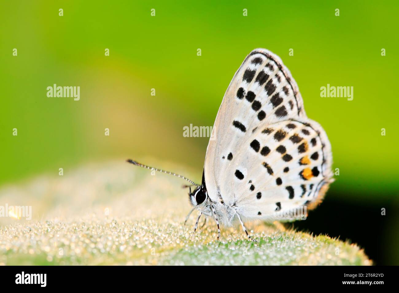 lycaenid on plant in the wild Stock Photo