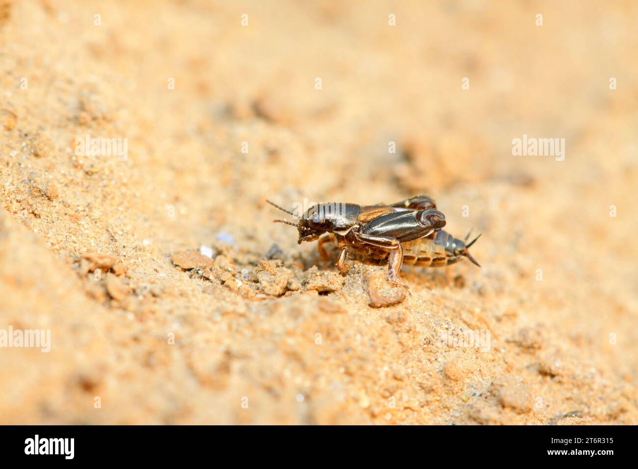 pygmy sand cricket on plant in the wild Stock Photo - Alamy