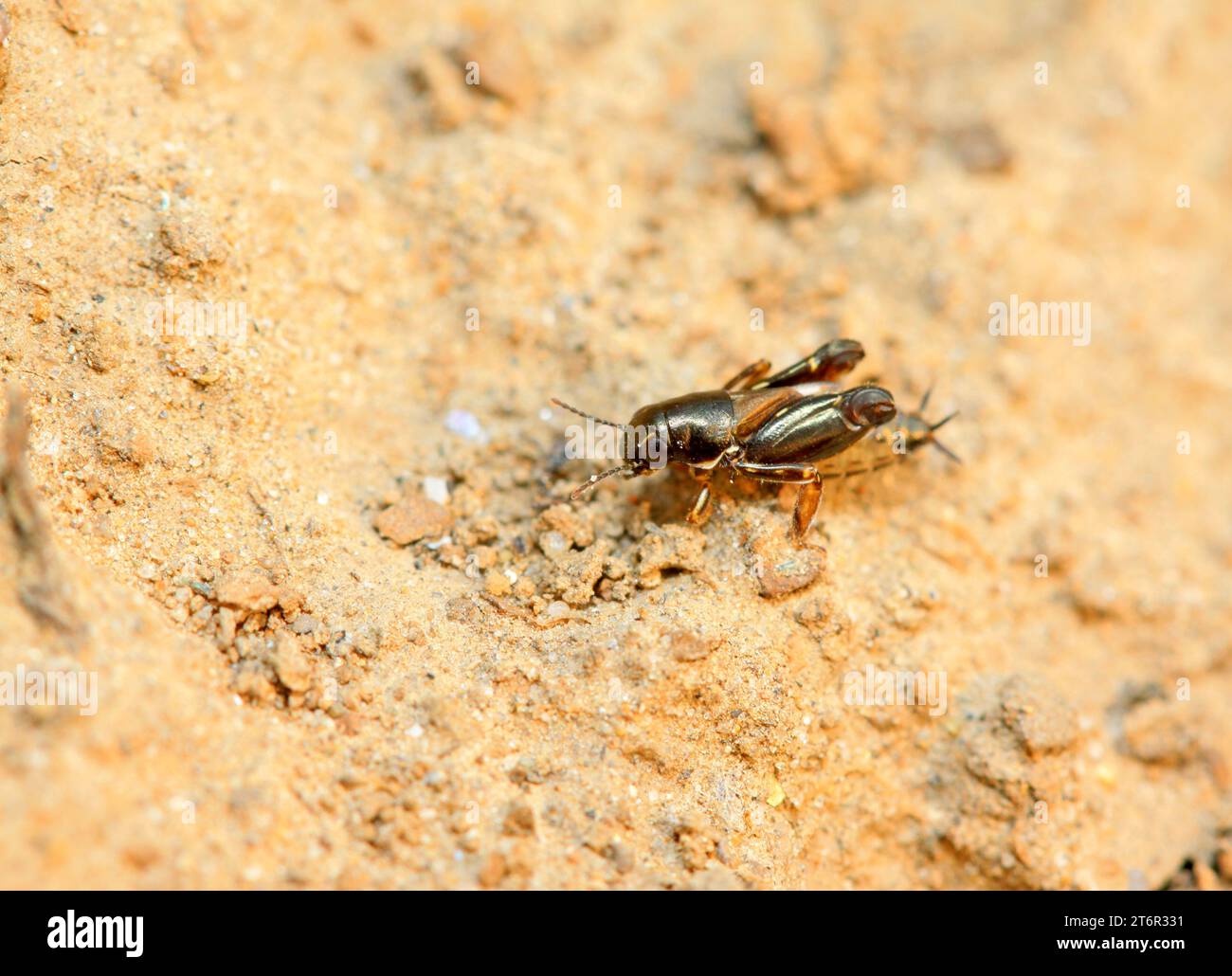 pygmy sand cricket on plant in the wild Stock Photo - Alamy