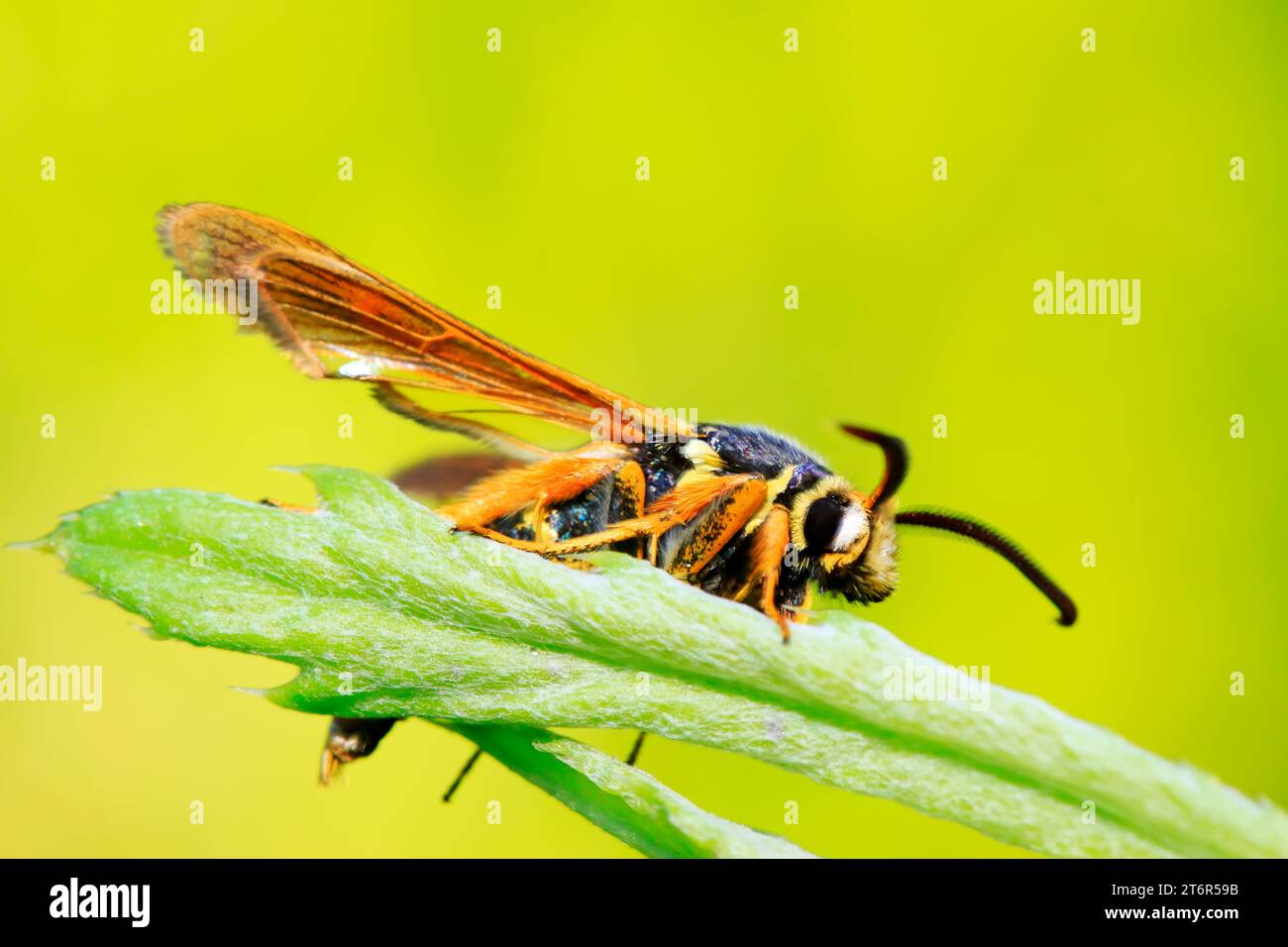 Quicksilver Insect Aegeriidae insects on plant in the wild Stock Photo - Alamy