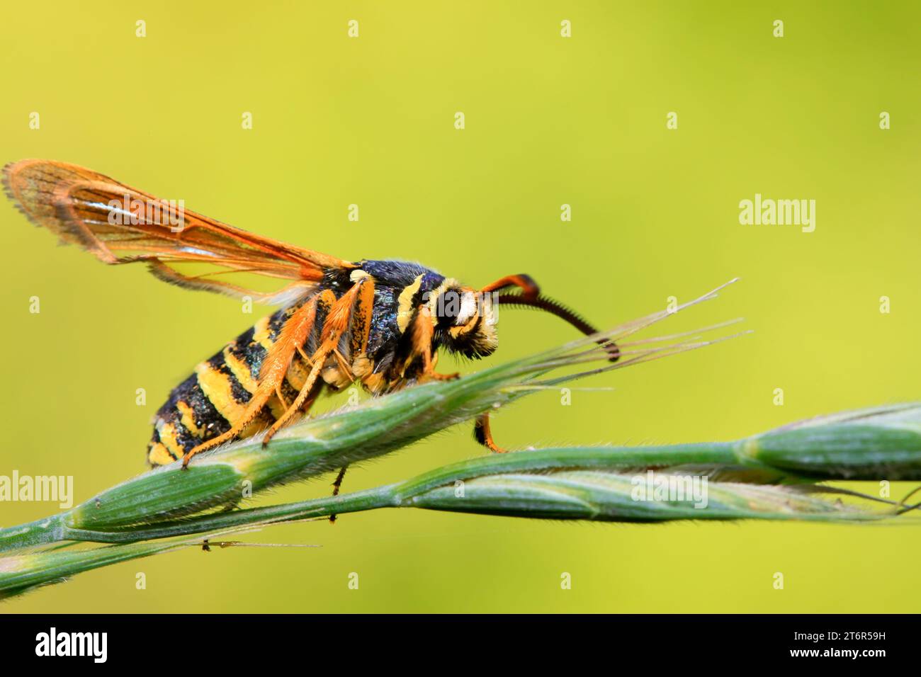 Quicksilver Insect Aegeriidae insects on plant in the wild Stock Photo - Alamy