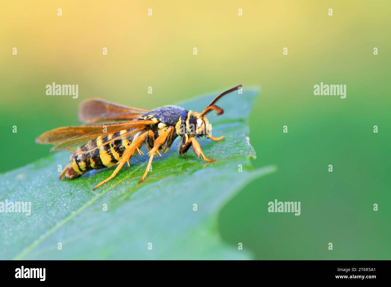 Quicksilver Insect Aegeriidae insects on plant in the wild Stock Photo - Alamy
