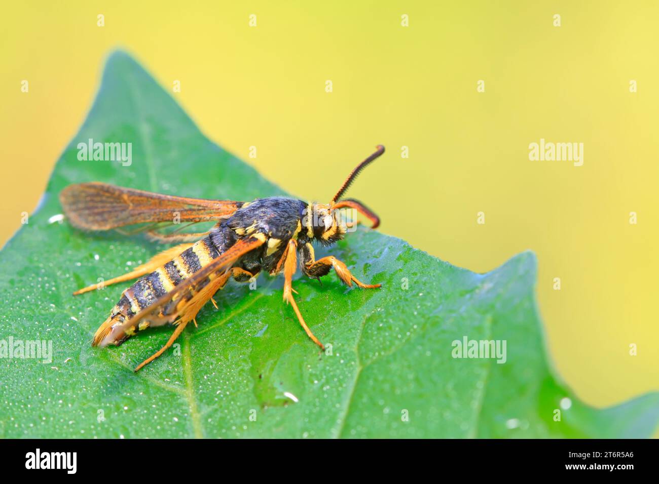 Quicksilver Insect Aegeriidae insects on plant in the wild Stock Photo - Alamy