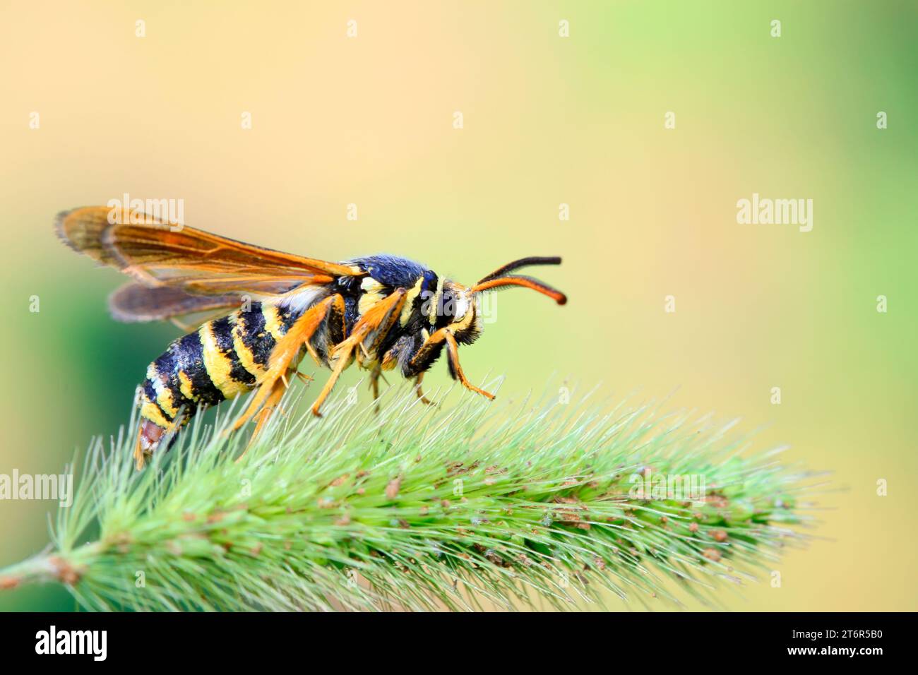 Quicksilver Insect Aegeriidae insects on plant in the wild Stock Photo - Alamy