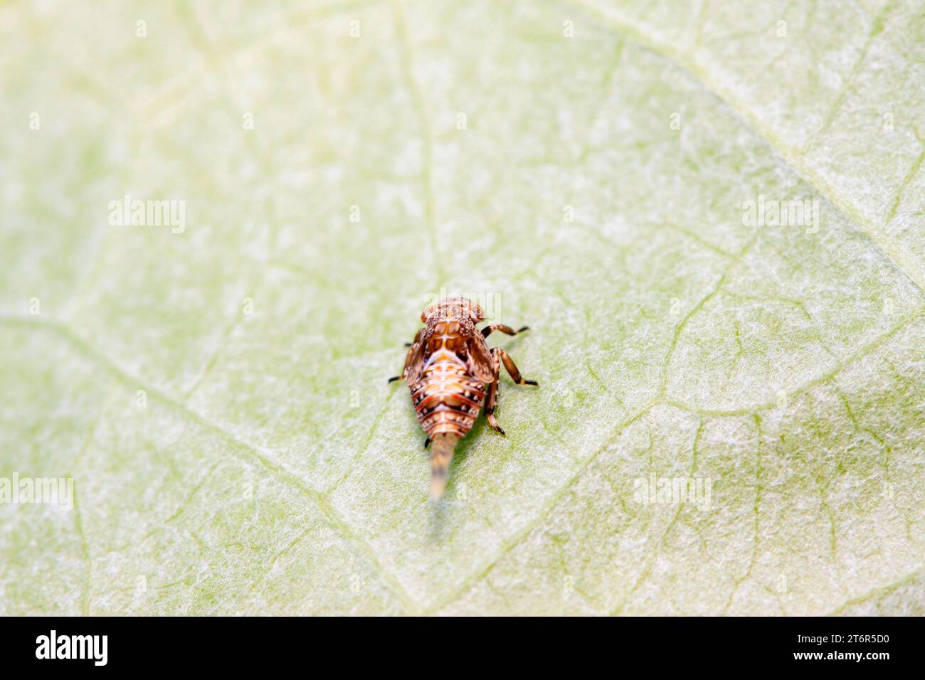 tiny insects on plant in the wild Stock Photo - Alamy