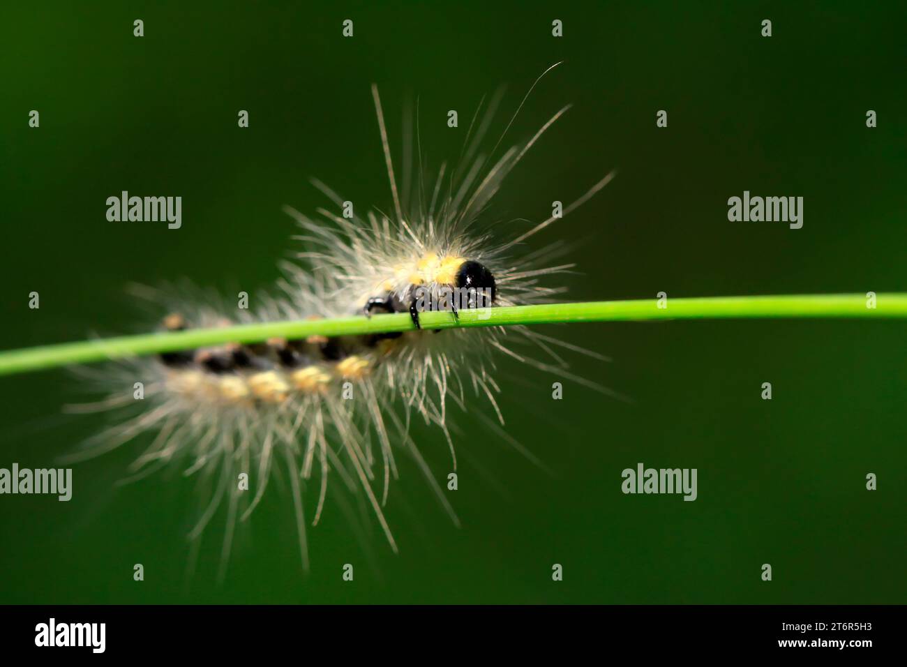 caterpillar on green leaf, closeup of photo Stock Photo - Alamy