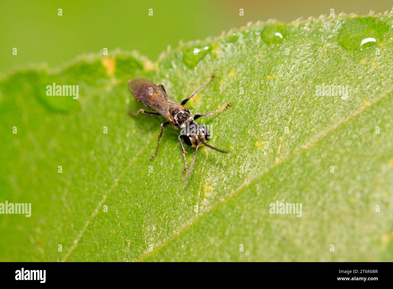 bees insects on plant in the wild Stock Photo - Alamy