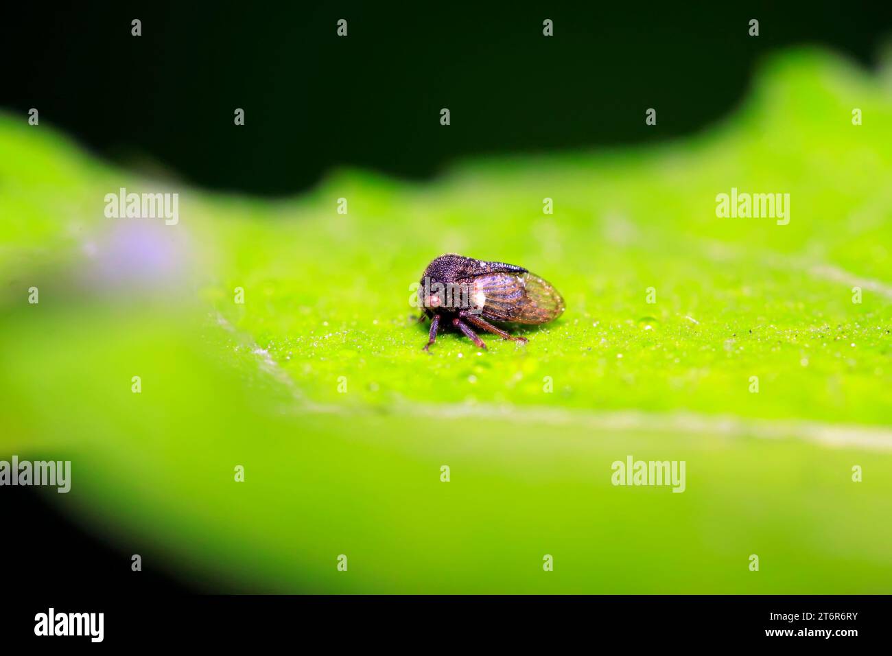 Membracidae insects on green leaf in the wild Stock Photo