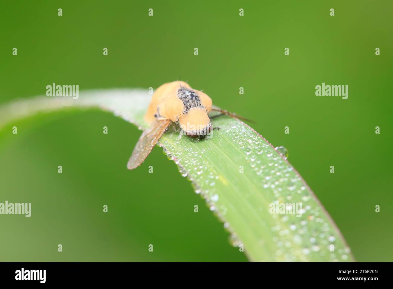 bassiana fungus infected insects on green plant in the wild Stock Photo