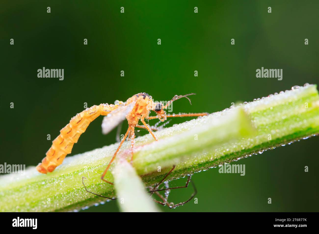 Nephrotoma appendiculata insects on green leaf in the wild Stock Photo