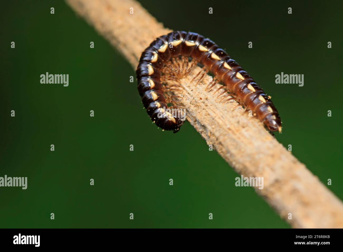Coarse straight diplopod on plant in the wild Stock Photo