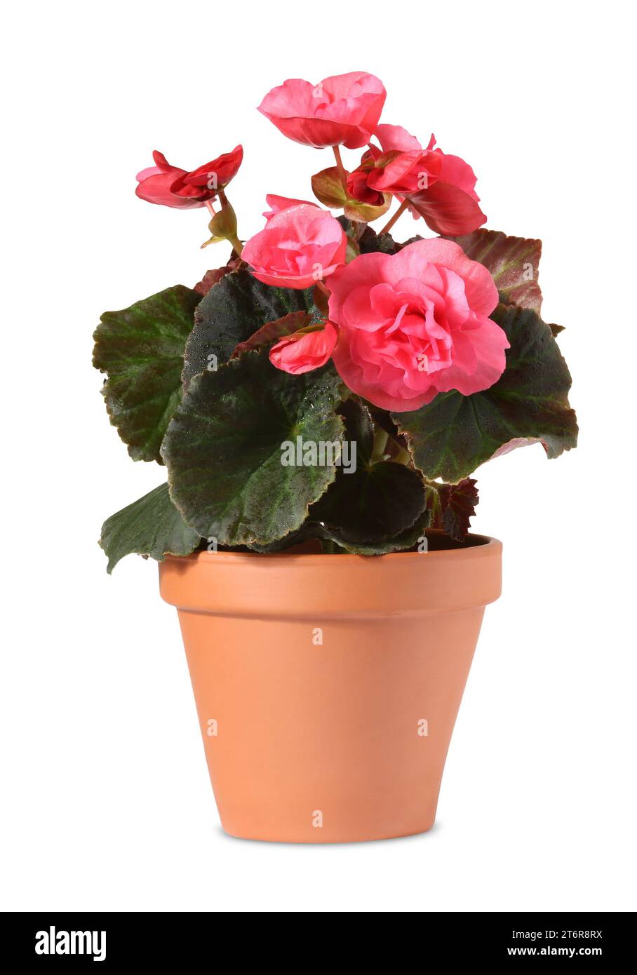 camouflage dieffenbachia plant Dieffenbachia Camouflage | Care Guide and Pro Tips - Delivery from Toronto  across Canada main image 0