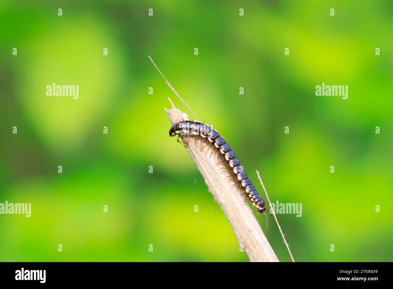 Coarse straight diplopod on plant in the wild Stock Photo