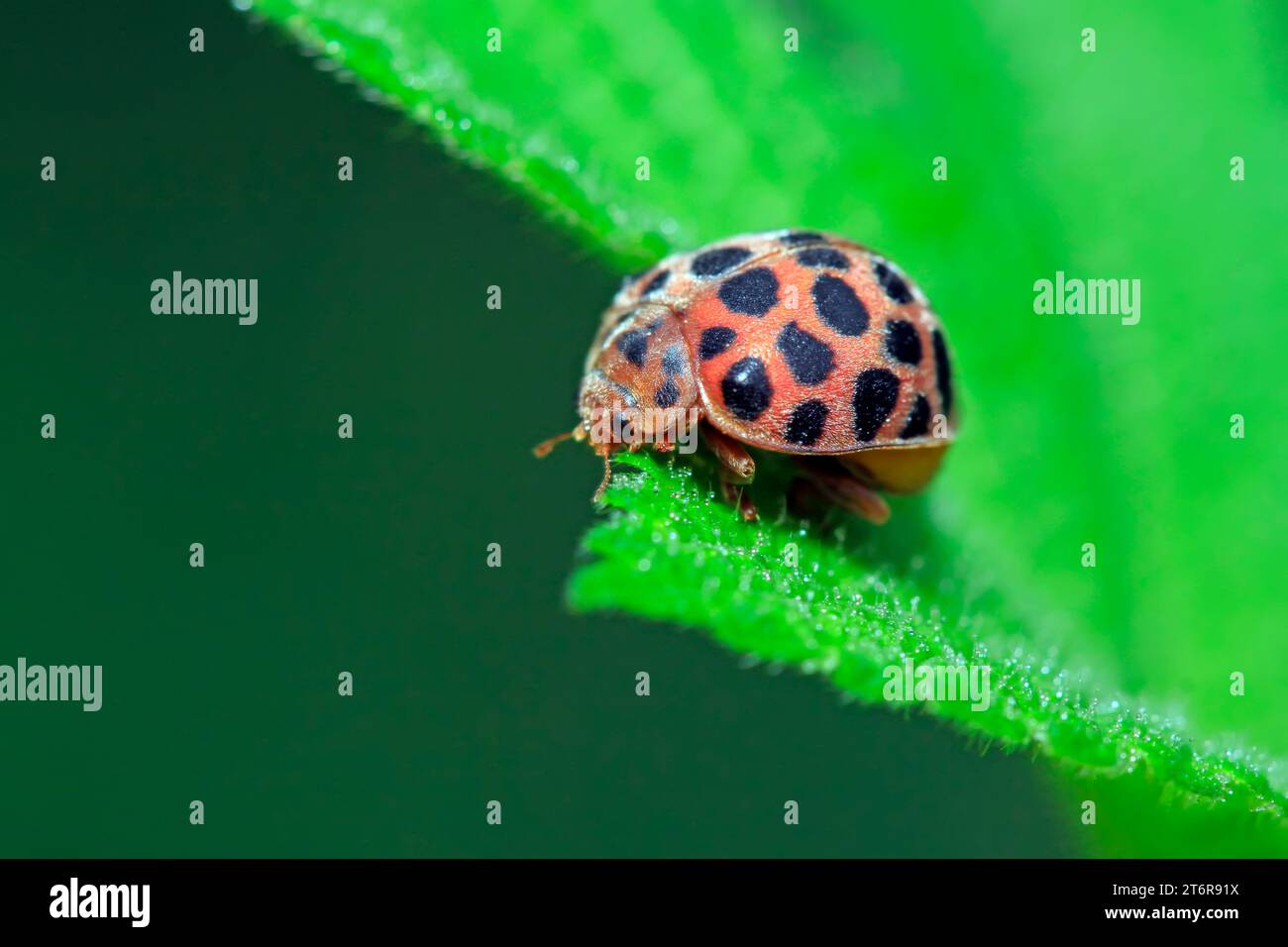 Epilachna vigintioctopunctata on plant in the wild Stock Photo - Alamy