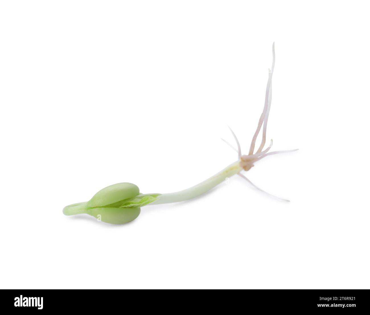 One sprouted kidney bean isolated on white Stock Photo Alamy