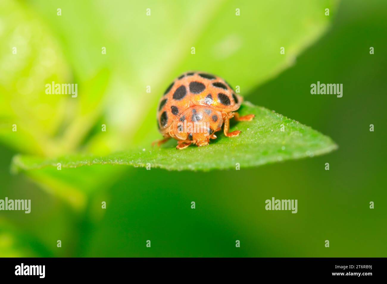 Epilachna vigintioctopunctata on plant in the wild Stock Photo - Alamy